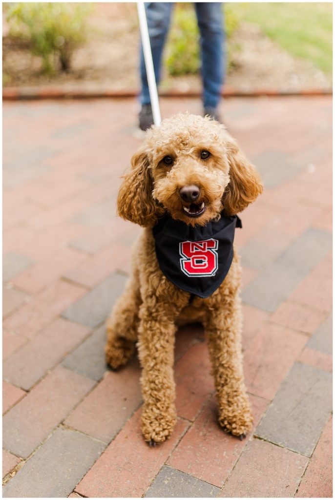 NCSU graduation puppy. North Carolina State University.